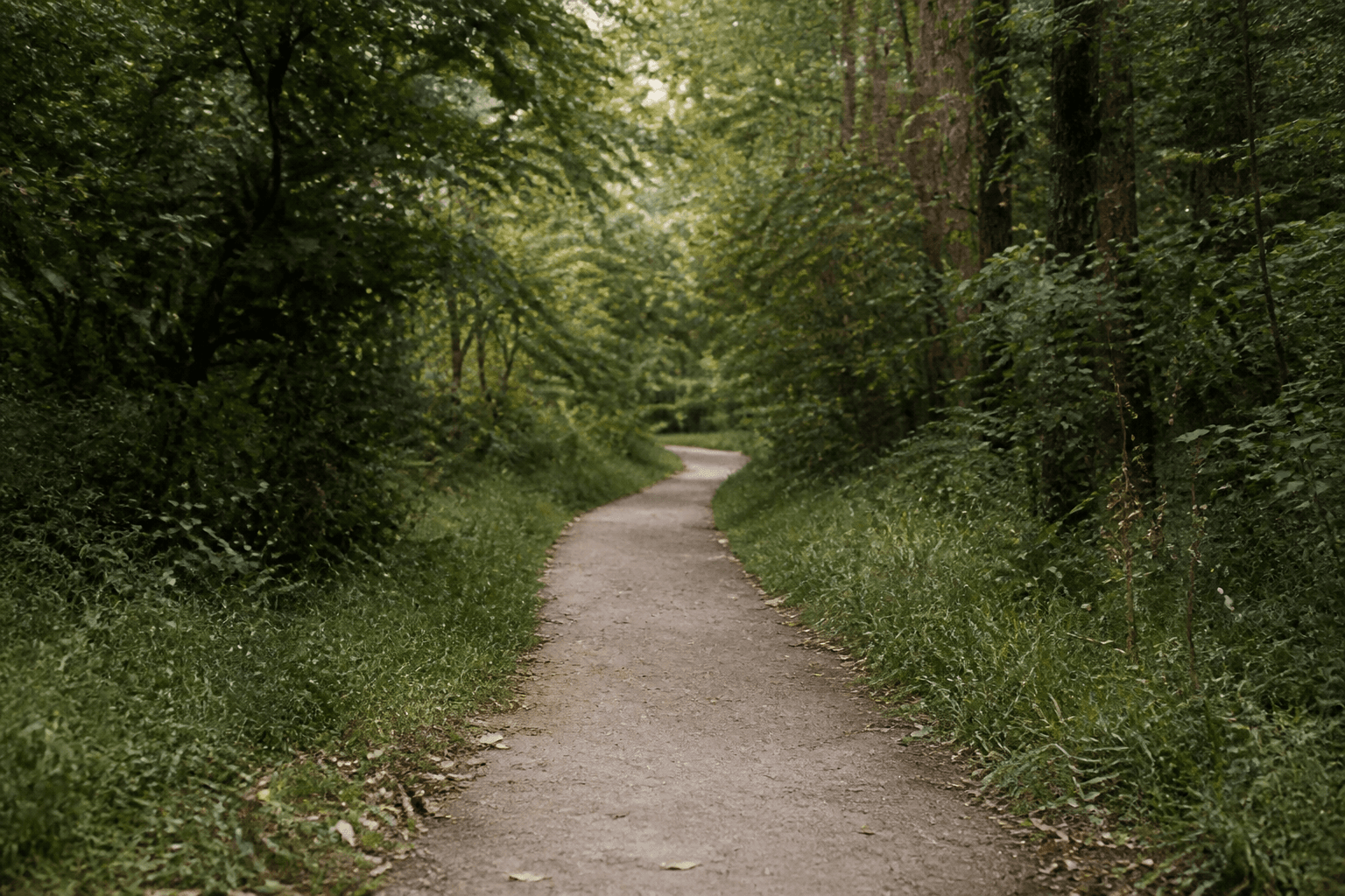 A quiet path winding through a green forest