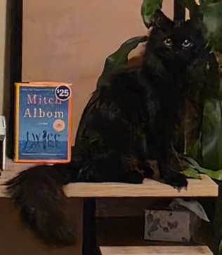 Jade, the feline therapy assistant
