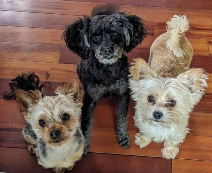 Jasper, Onyx, and Athena together